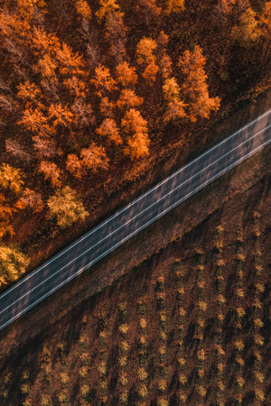 Aerial shot of empty asphalt road through deciduous forest in fall afternoon, drone pov top down imageの写真素材