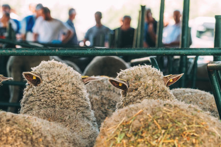 Flock of sheep in pen on traditional agricultural fair, selective focusの写真素材