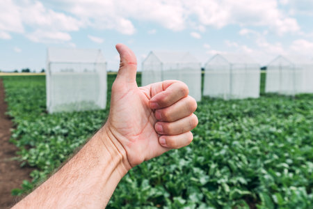 Farm worker gesturing thumbs up in front of sugar beet pollination control tents in cultivated field, selective focusの写真素材