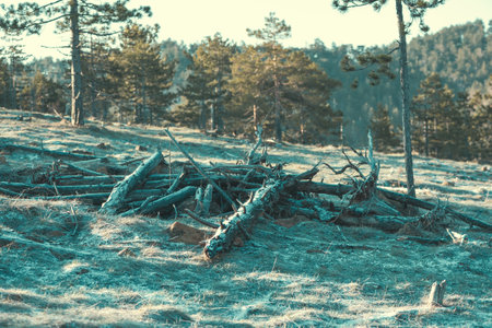 Environmental damage, dead trees at Divcibare hills in winter sunrise, selective focus