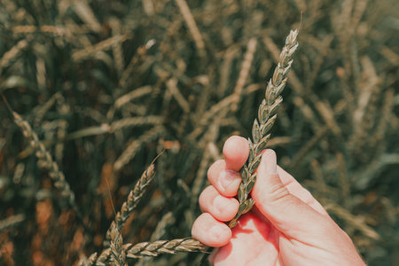Farmer examining unripe ear of wheat in cultivated field, closeup of male hand holding plant, selective focusの写真素材