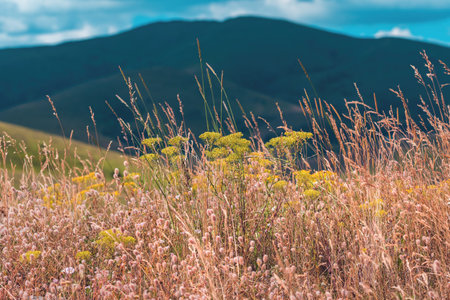 Dry grass and wildflowers in the meadow of Zlatibor mountain in summer, selective focusの写真素材