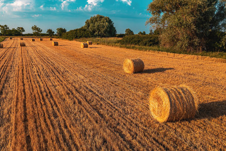 Round cylinder shaped hay bales in cultivated wheat field after crop harvest, high angle view from drone povの写真素材