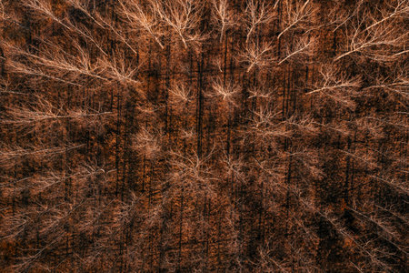 Deciduous poplar woodland with bare treetop and branches in autumn sunset, drone photography from...