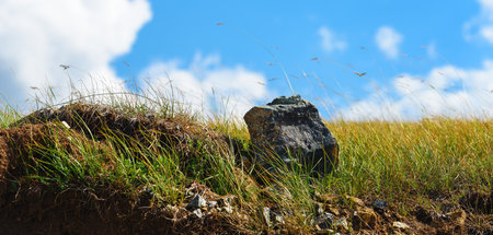 Green grass is swaying in wind on hills of Zlatibor mountain in Serbia, panoramic imageの写真素材