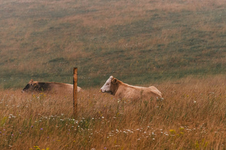 Two cows resting on free range dairy farm pasture land behind the protective electric wire fence, selective focusの写真素材