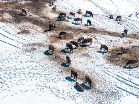 Aerial shot of dairy cattle cows grazing on pasture land covered in snow in winter at mountain Zlatibor, drone pov high angle viewの写真素材