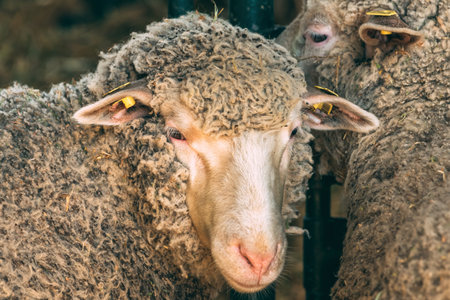 Flock of sheep in pen on traditional agricultural fair, selective focusの写真素材