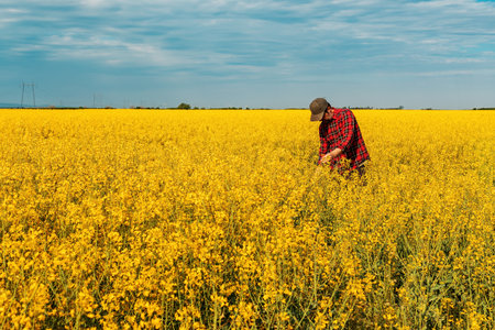 Farm worker wearing red plaid shirt and trucker's hat standing in cultivated rapeseed field in bloom...