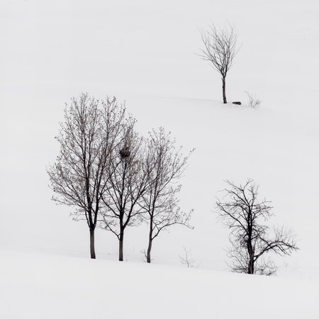 Deciduous trees with bare branches on snow covered hills in winter at Zlatibor mountain in Serbia, minimalistic landscapeの写真素材