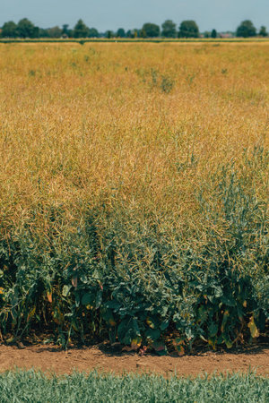 Ripe oilseed rape plantation field ready for harvest, selective focusの写真素材