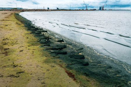 Green seagrass algae at the beach in Halmstad, Sweden