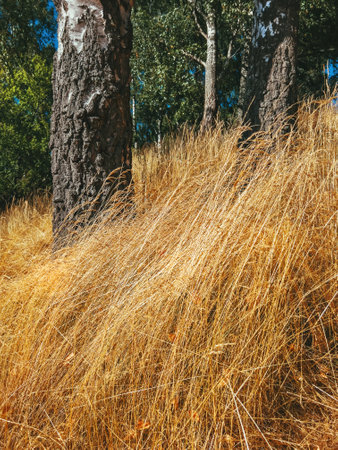 White birch trees and dry grass in public park in Halmstad, Sweden. Selective focus.の写真素材