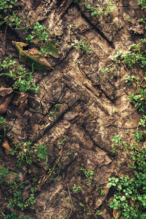Agricultural tractor tire tracks in dirt road ground, top viewの写真素材