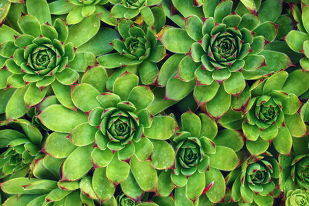 Common houseleek or sempervivum tectorum is also known as homewort or healing blade, top viewの写真素材