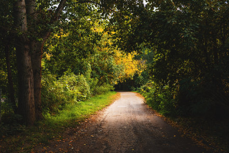 Empty road through wooded landscape in late summer morning, selective focusの写真素材