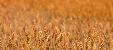 Ripe wheat crop field in summer ready for harvest, selective focusの写真素材