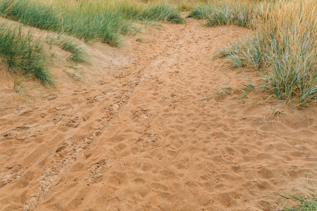 Halmstad West beach, grass at sandy shoreline of Kattegat Sea on overcast summer day. Beautiful scenic landscape from Sweden. Selective focus.の写真素材