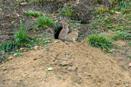 Two wild coney rabbits by the hole in natural surrounding, wildlife animal in park, selective focusの写真素材