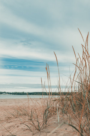 Halmstad West beach, grass at sandy shoreline of Kattegat Sea on overcast summer day. Beautiful scenic landscape from Sweden. Selective focus.の写真素材