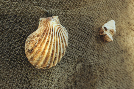 Sea shells and fishing net, selective focus