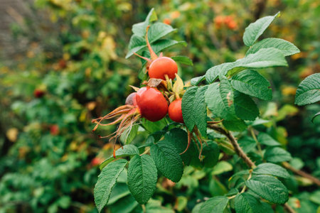 Rugosa rose bush, also known as beach rose or letchberry, selective focusの写真素材