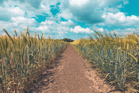 Unripe wheat field with beautiful white clouds in background. Cultivated cereal crop plantation on sunny summer day.の写真素材
