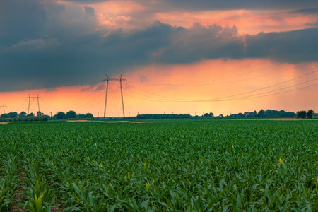 Electricity pylon transmission towers with overhead power line cables in cultivated corn crop field...