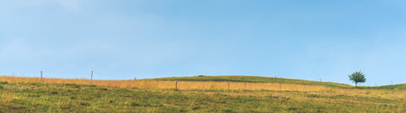 :Panoramic shot of lonely tree in vast empty Zlatibor hill landscape in summer, sky as copy spaceの写真素材