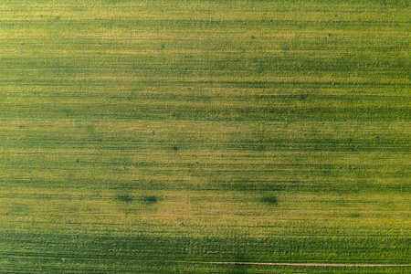 Top view of wheat grass field from drone pov as abstract agricultural backgroundの写真素材