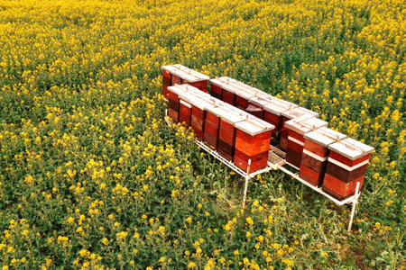 Wooden beehive boxes in blooming rapeseed field, aerial shot drone pov high angle viewの写真素材