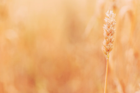 Ripe ear of wheat cereal crop in cultivated agricultural field ready for harvest season, selective focusの写真素材