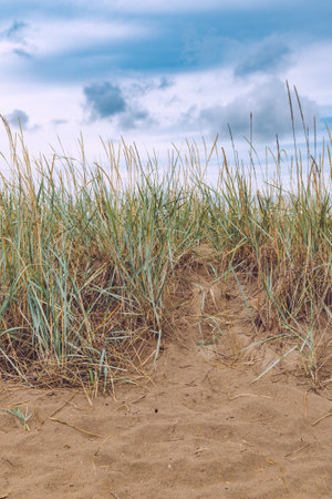 Halmstad West beach, grass at sandy shoreline of Kattegat Sea on overcast summer day. Beautiful scenic landscape from Sweden. Selective focus.の写真素材