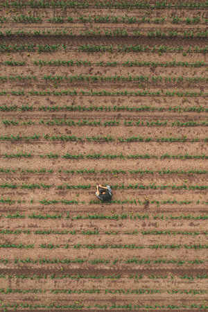 Aerial view of farm worker examining corn sprouts in field, directly above drone pov. Farming and cultivation concept.の写真素材