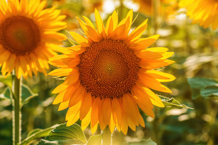Common sunflower (Helianthus annuus) crop in cultivated agricultural field in sunny summer afternoon, selective focusの写真素材