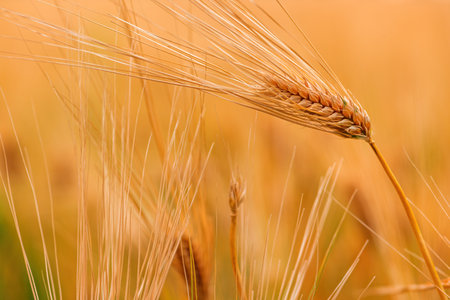 Ripe barley crop field in summer ready for harvesting, selective focusの写真素材