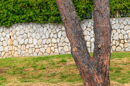 Pine tree trunk at streets of Lovran in Croatiaの写真素材