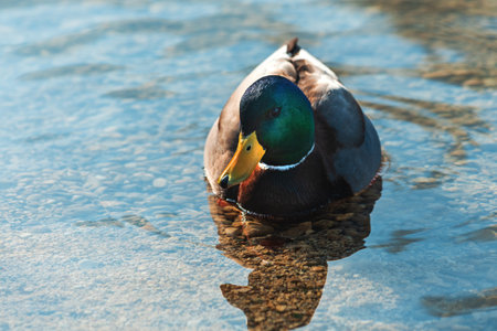 Mallard duck male bird floating on water surface of lake Bled in Slovenia, selective focusの写真素材
