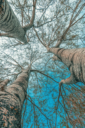 Low angle view of silver poplar trees with bare branches in park, selective focusの写真素材