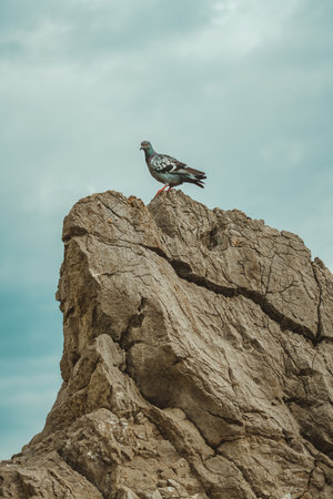 Pigeon on large rock against dramatic atmospheric sky with dark clouds in background, selective...