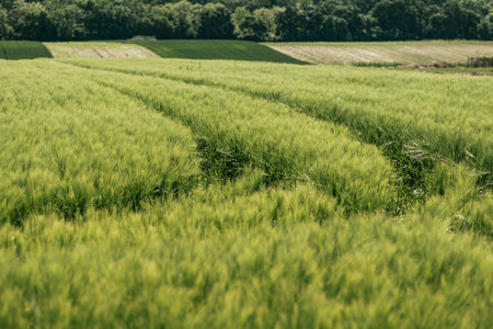 Green unripe cultivated barley (Hordeum Vulgare) field in countryside, selective focusの写真素材