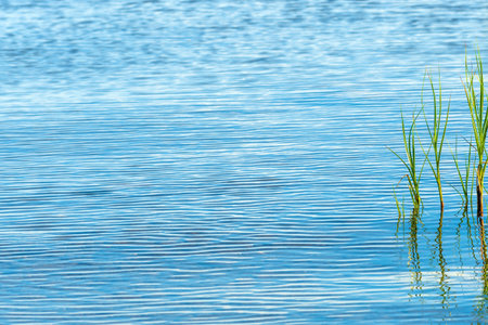 Green reed grass in sea water, selective focusの写真素材