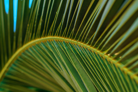 Close up of palm tree leaf against blue sky in summer, selective focusの写真素材