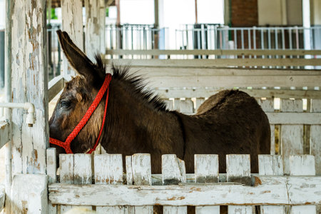 Cute donkey in farm pen, selective focusの写真素材