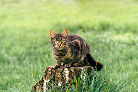 Cute young cat on tree stump in back yard looking at camera, selective focusの写真素材