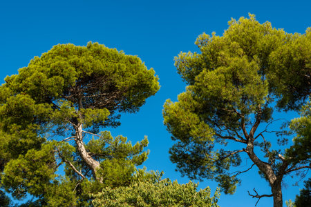 Conifer tree against blue sky in summerの写真素材