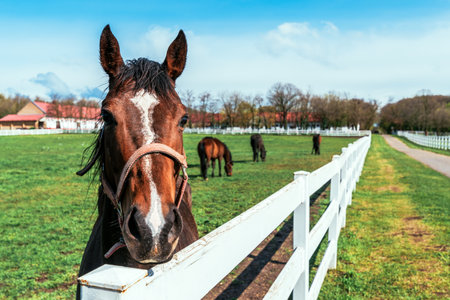 Equine assisted therapy concept, young horse mares in paddock on equestrian ranch, selective focusの写真素材