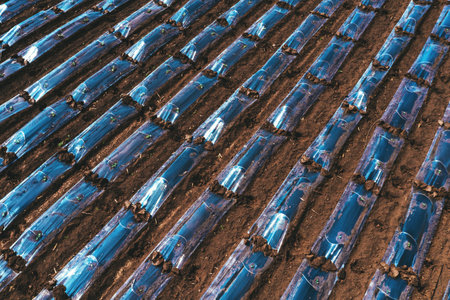 Aerial shot of plastic sheeting tunnel hothouse equipment on watermelon plantation from drone pov,...