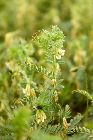 Hungarian vetch crop in cultivated field, selective focusの写真素材