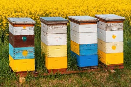 Wooden apiary crates or beehive boxes for beekeeping and honey collecting in blooming canola field,...